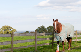 Blanketed horse with wrapped and bandaged leg walking in pasture near fence.
