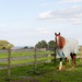 Blanketed horse with wrapped and bandaged leg walking in pasture near fence.