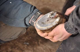 Farrier and owner checking a horse's bleeding hoof. A definite emergency.