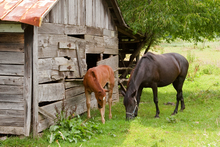 Two horses in need of a new barn.