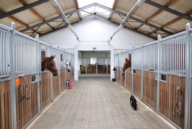 Horses watching a black dog from their stall in a large barn.