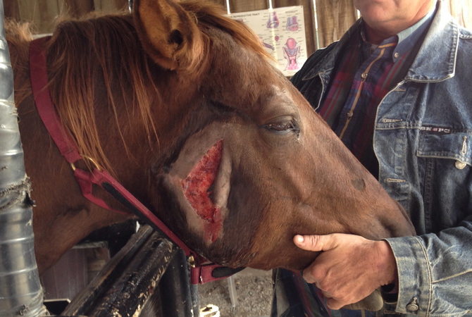 Owner holding head of horse with severe laceration on side of head.