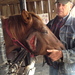 Owner holding head of horse with severe laceration on side of head.