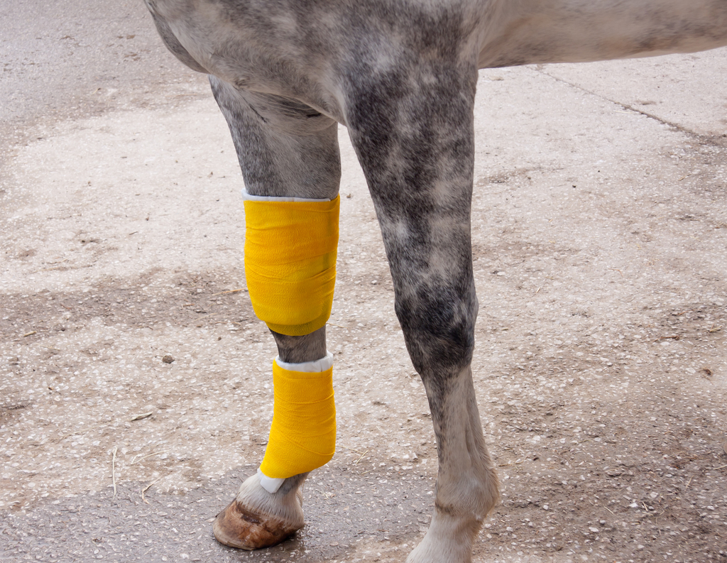 Is Your Horse Showing Signs of Problems in its Hind Legs? — Park