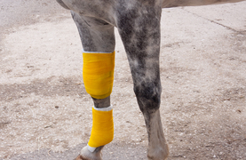 Importance of never ignoring signs of lameness.