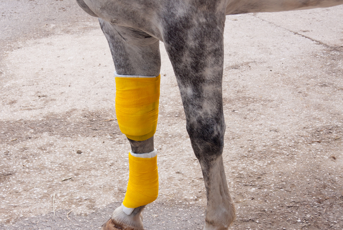 Importance of never ignoring signs of lameness.