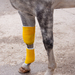 Horse's leg with standing wrap to protect bandage.