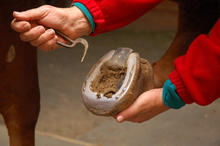 Picking horse's hoof with older hoof pick.