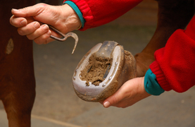 Picking and cleaning horse's hooves to determine cause of lameness
