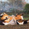 Horse rolling on ground trying to relieve colic pain.