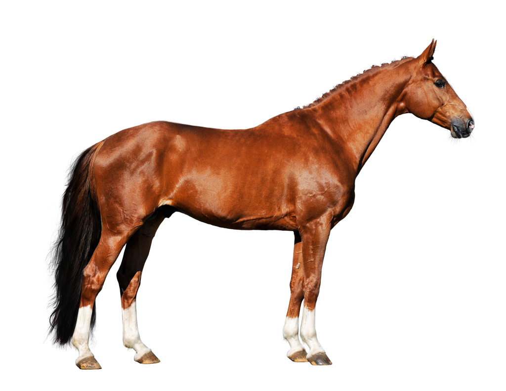 equine front leg anatomy
