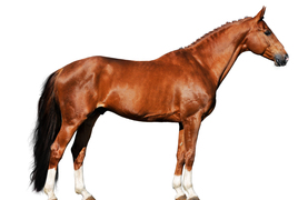 Form meets function in a horse with good conformation.