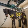 Life saving support for horses