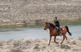Horse and rider on endurance ride.