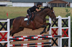 Importance of hind leg conformation in the show jumping horse