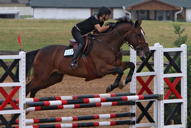 Show Jumper - A superb horse athlete