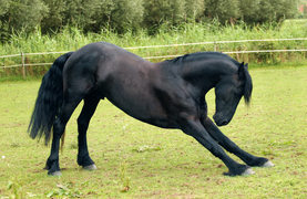 Horse actively stretching in a pasture.