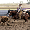Cutting horse shows the benefits of interval training.