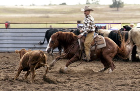 Cutting horse shows the benefits of interval training.
