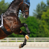 The strength and flexibility of a horse involved in Dressage