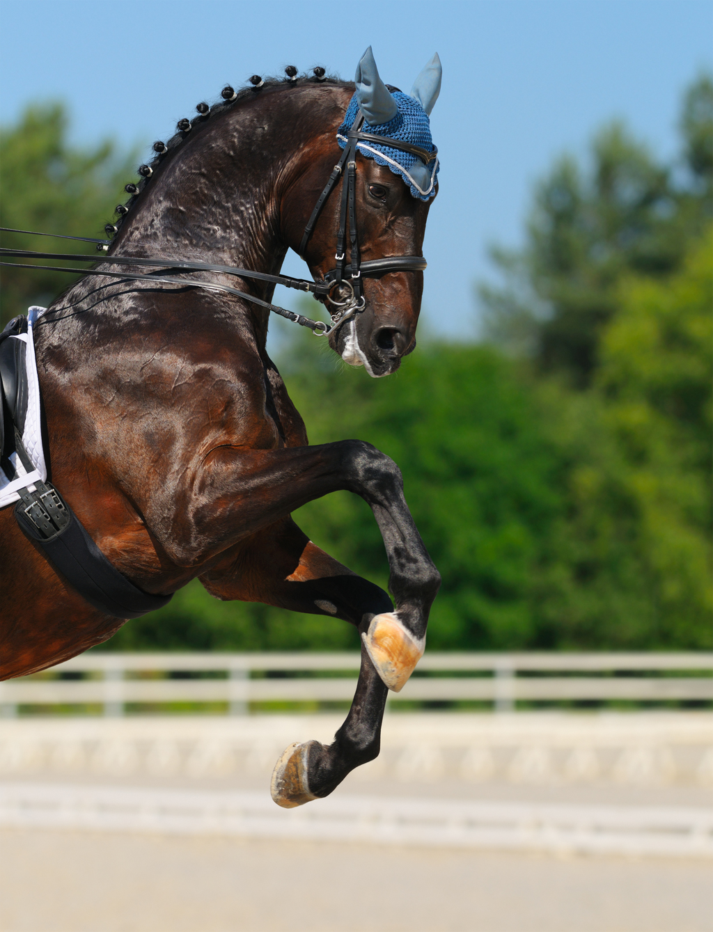 dynamic-mobilization-exercises-for-horses-equimed-horse-health-matters