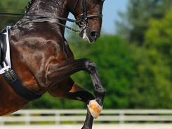 The strength and flexibility of a horse involved in Dressage