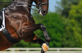 The strength and flexibility of a horse involved in Dressage