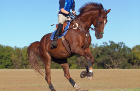 The horse as magnificent athlete because of efficient heart and spleen.