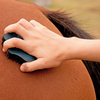 Importance of touch and massage techniques in keeping horses in tip-top condition.