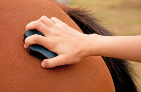 Importance of touch and massage techniques in keeping horses in tip-top condition.