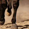Horse wearing bell boots.