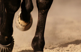 Horse wearing bell boots.