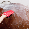 Following safety rules while bathing horse using spray and bathing mit.