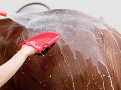 Following safety rules while bathing horse using spray and bathing mit.