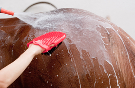 Following safety rules while bathing horse using spray and bathing mit.
