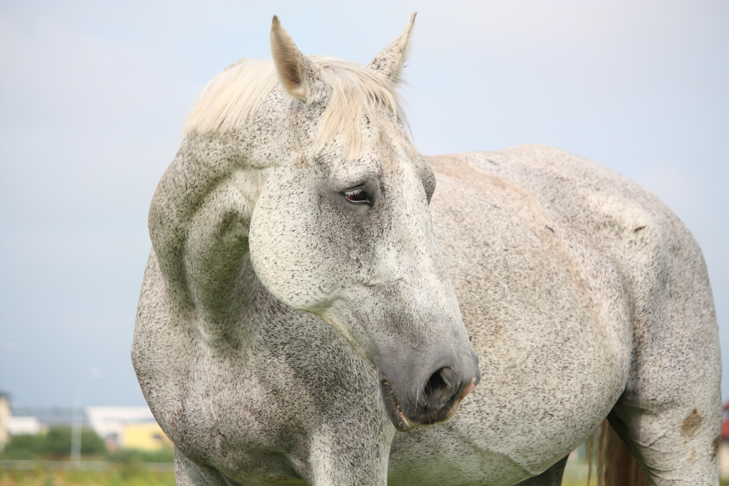 Don't Let Horse Skin Issues Go Unchecked during Cold Weather | EquiMed ...