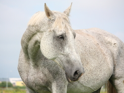 Older gray horse.