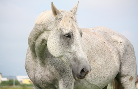 An older gray hard-keeper