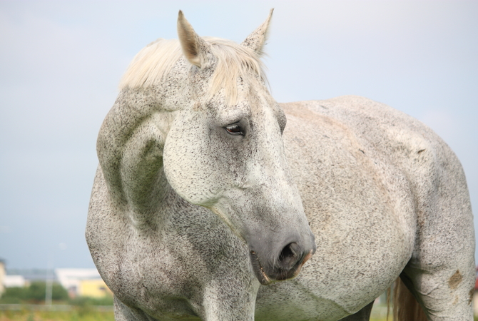 An older gray horse looking worried.