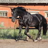 Horse with a shiny, black coat.