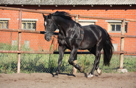 Horse with a shiny, black coat.