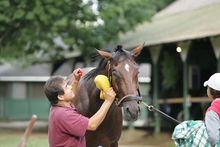 Man grooming a horse.