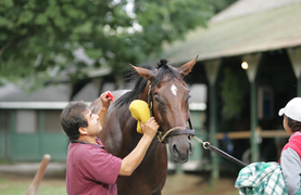 Man grooming a horse with sponge, comb, and helper to hold horse.