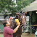 Man grooming a horse with sponge, comb, and helper to hold horse.