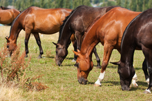 Horses grazing in a fall pasture.