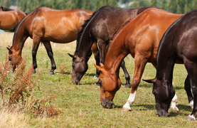 A line of grazing horses in a pasture. Are they ingesting parasites?
