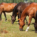 Colorful line of horses grazing in pasture.