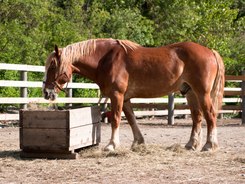 Horse eating from feeder filled with hay.