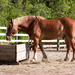 Horse eating from feeder filled with hay.