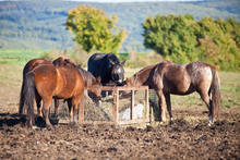 Horses eating hay in a feeder.